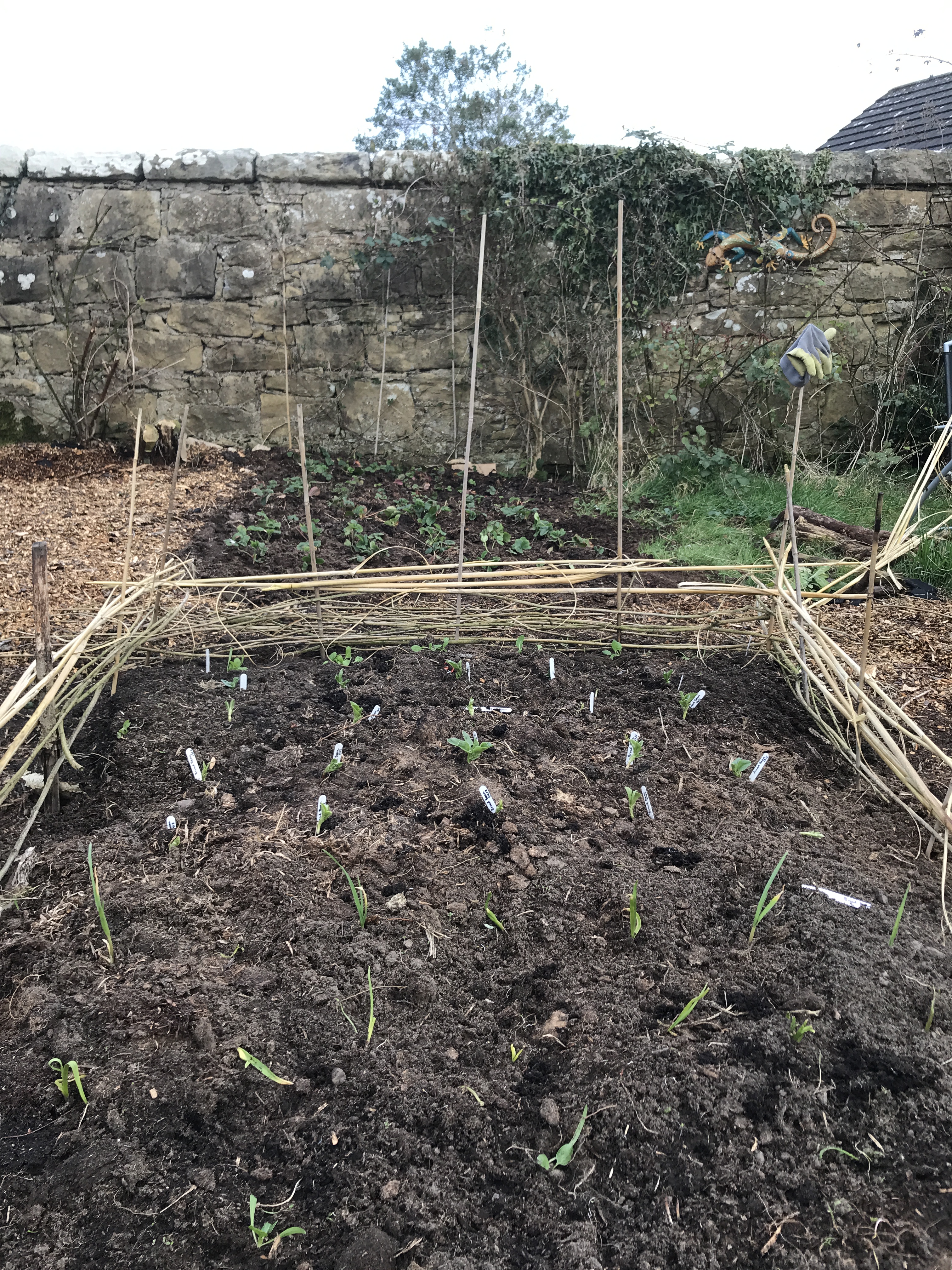 The broad bean plants in a bed with a small homebuilt woven fence around them, and other seedlings in front and behind.